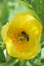 Tibetan tree peony Paeonia lutea var ludlowii golden-yellow flower with honeybee